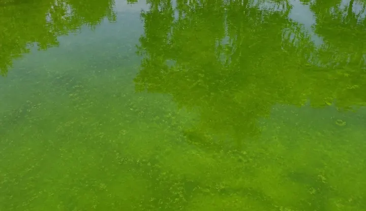 Green swimming pool water caused by algae